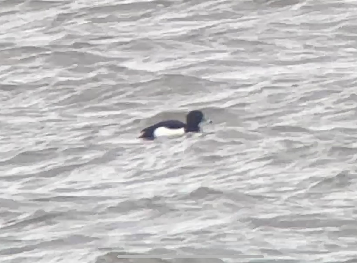 Tufted Duck - ML628422394