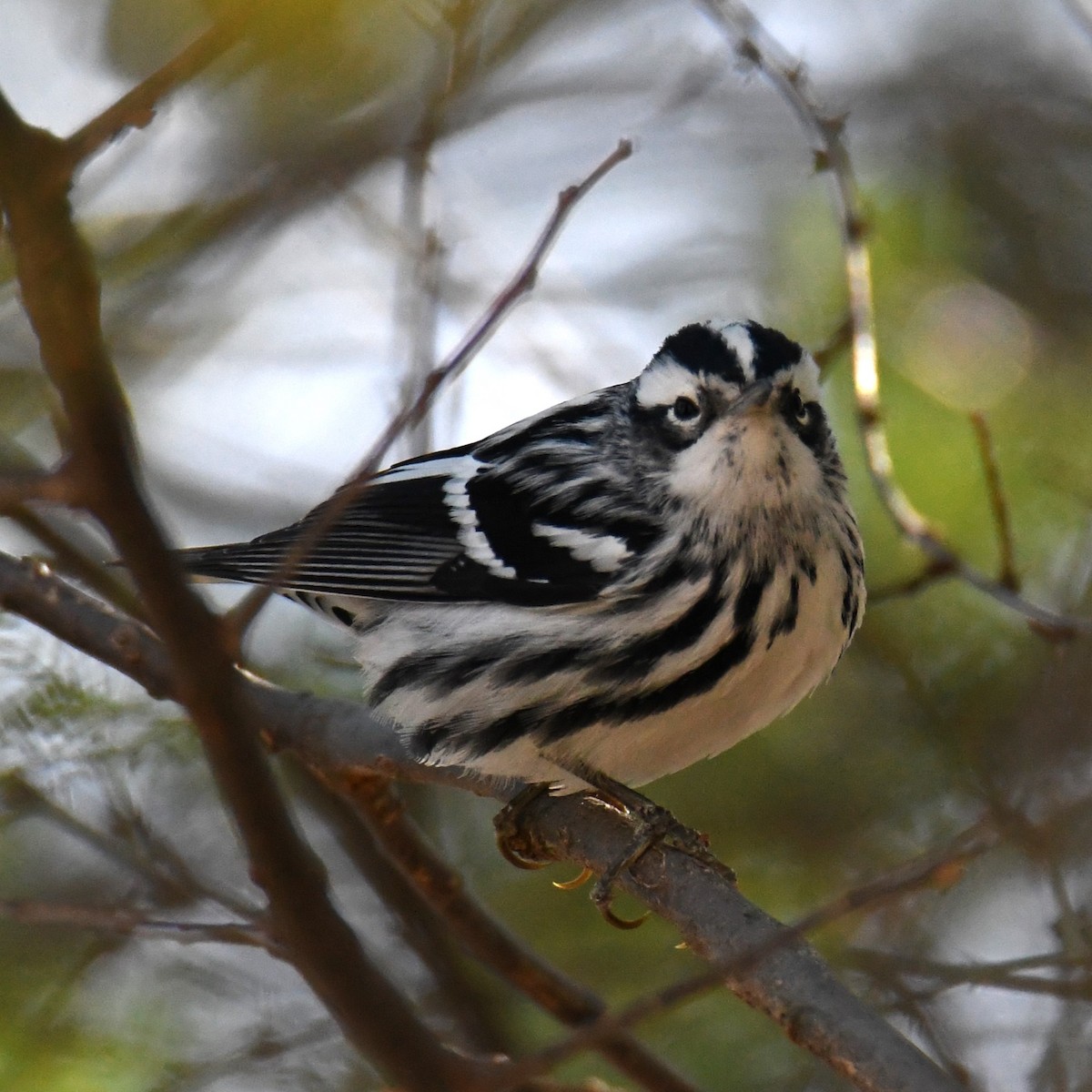 Black-and-white Warbler - ML628422454