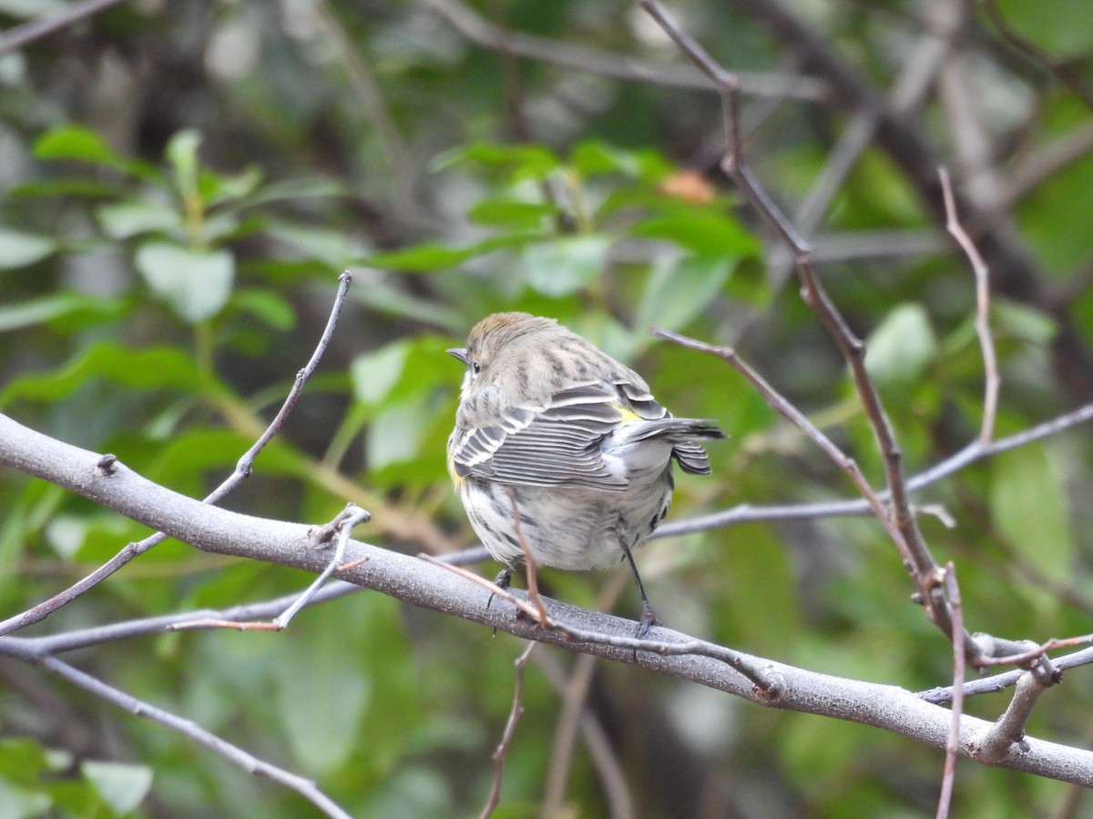 Yellow-rumped Warbler - ML628422535