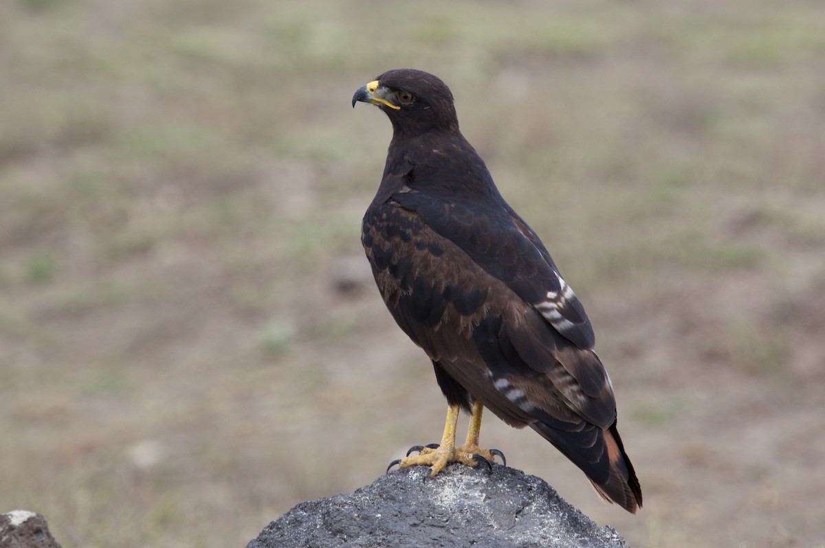 Augur Buzzard - ML628422608