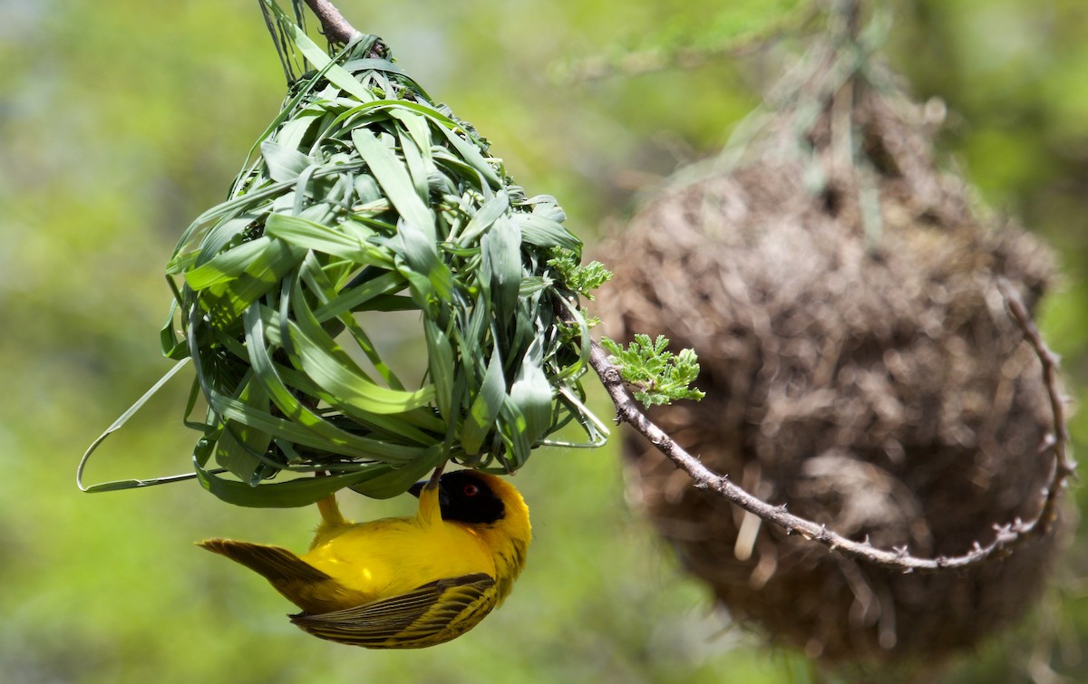 Vitelline Masked-Weaver - ML628422618