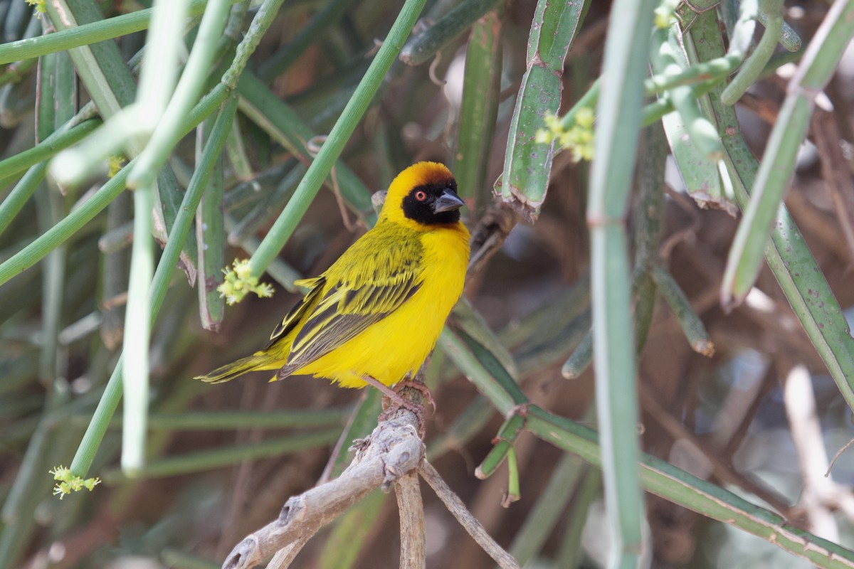 Vitelline Masked-Weaver - ML628422619