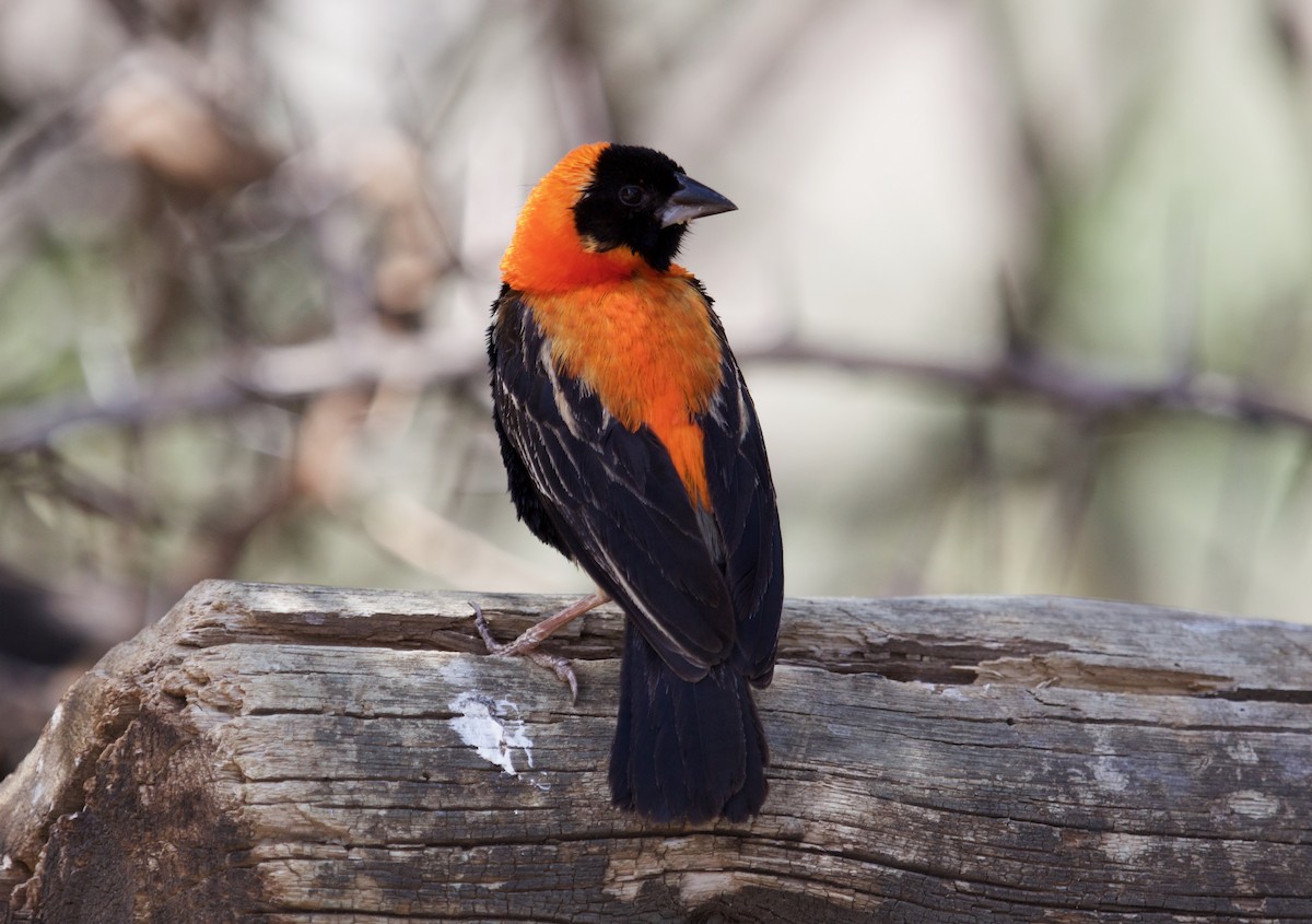 Black Bishop - ML628422625