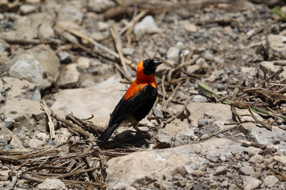 Black Bishop - ML628422626