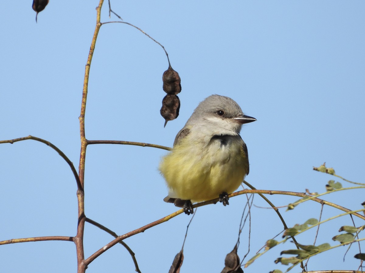 Western Kingbird - ML628422644