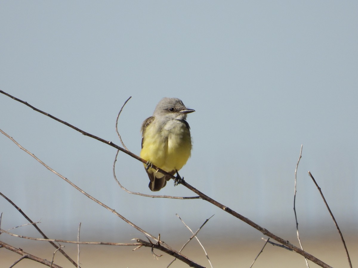 Western Kingbird - ML628422645