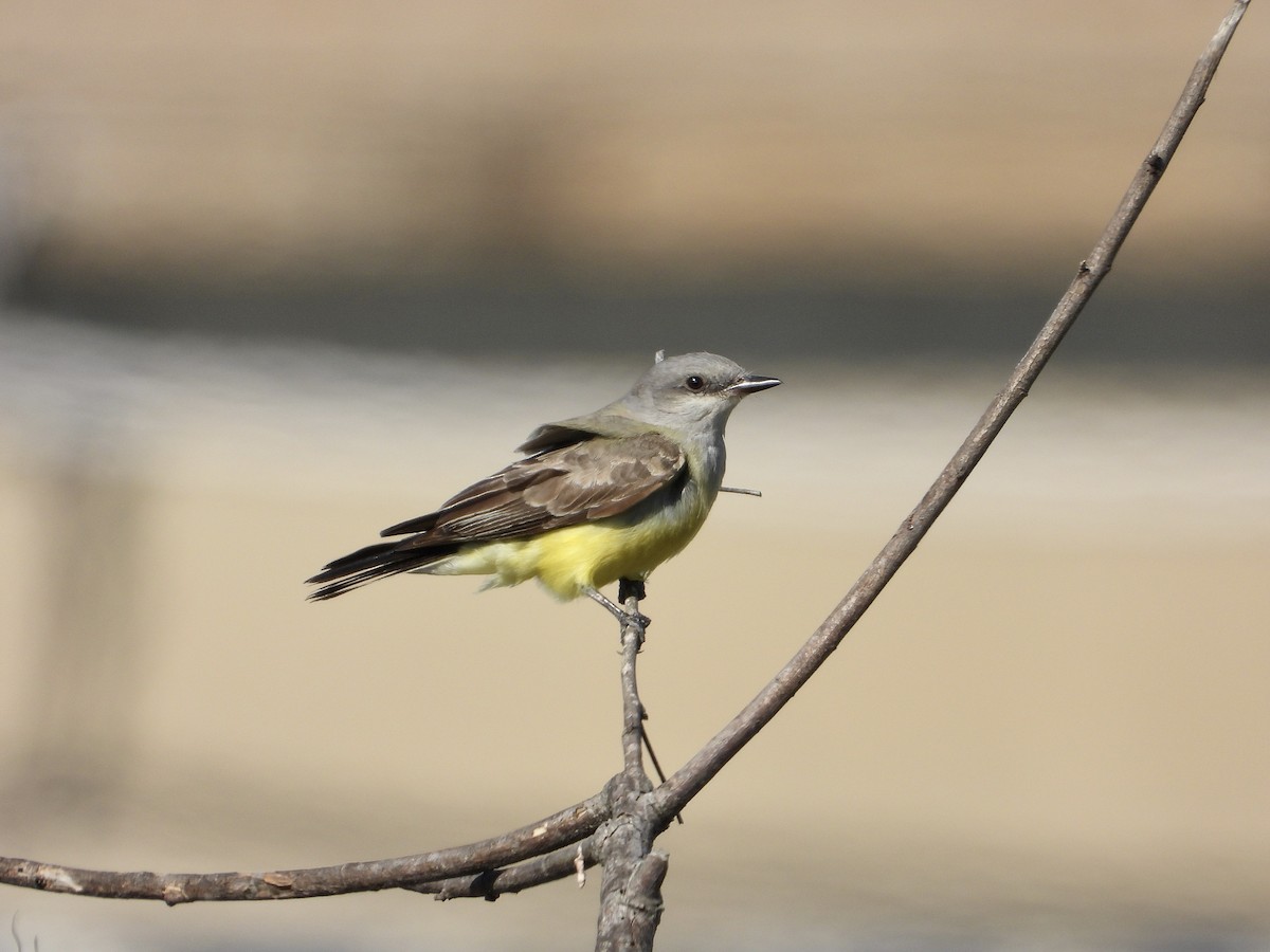 Western Kingbird - ML628422646