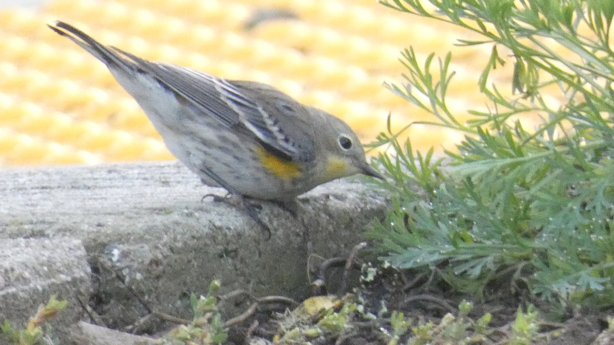 Yellow-rumped Warbler - ML628422856