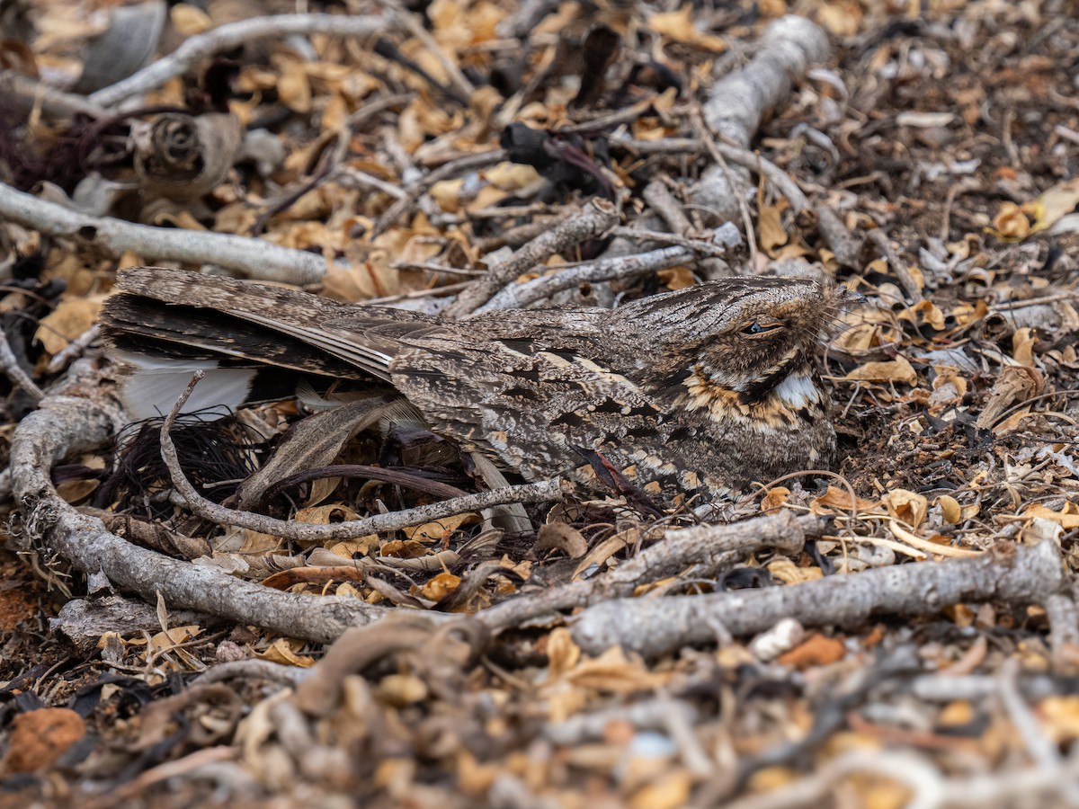 Madagascar Nightjar - ML628422923