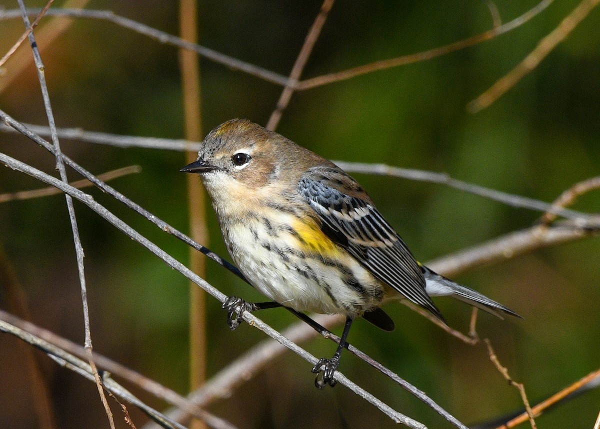 Yellow-rumped Warbler - ML628422934