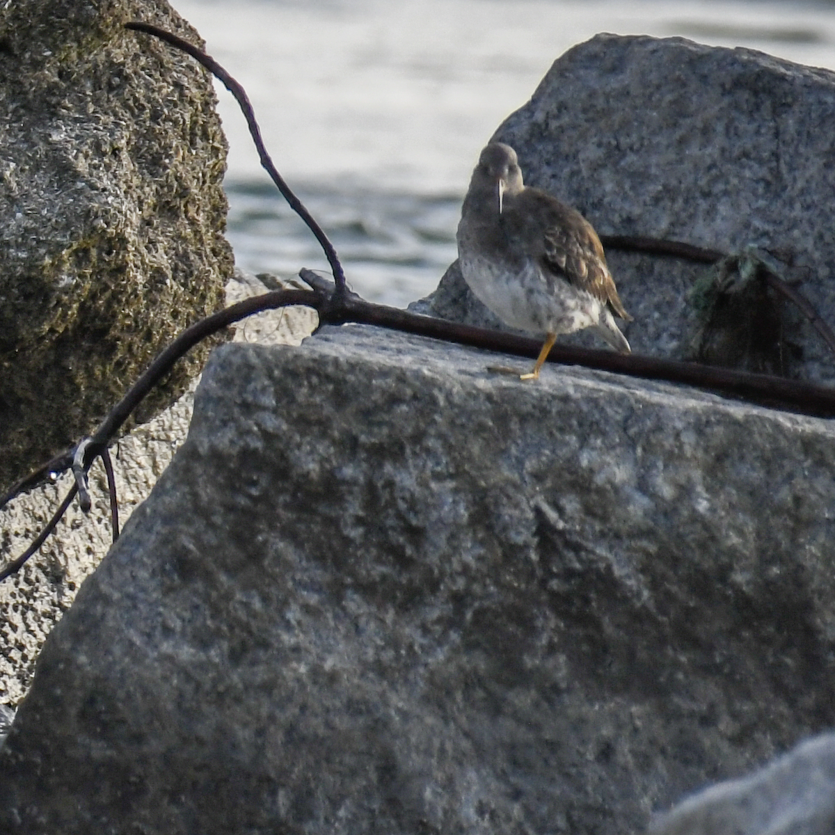 Purple Sandpiper - ML628422952