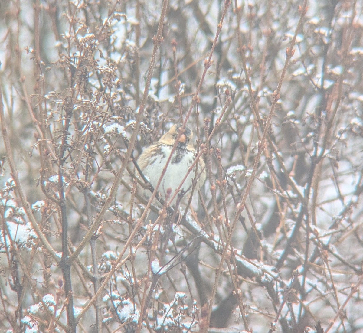 Harris's Sparrow - ML628423282