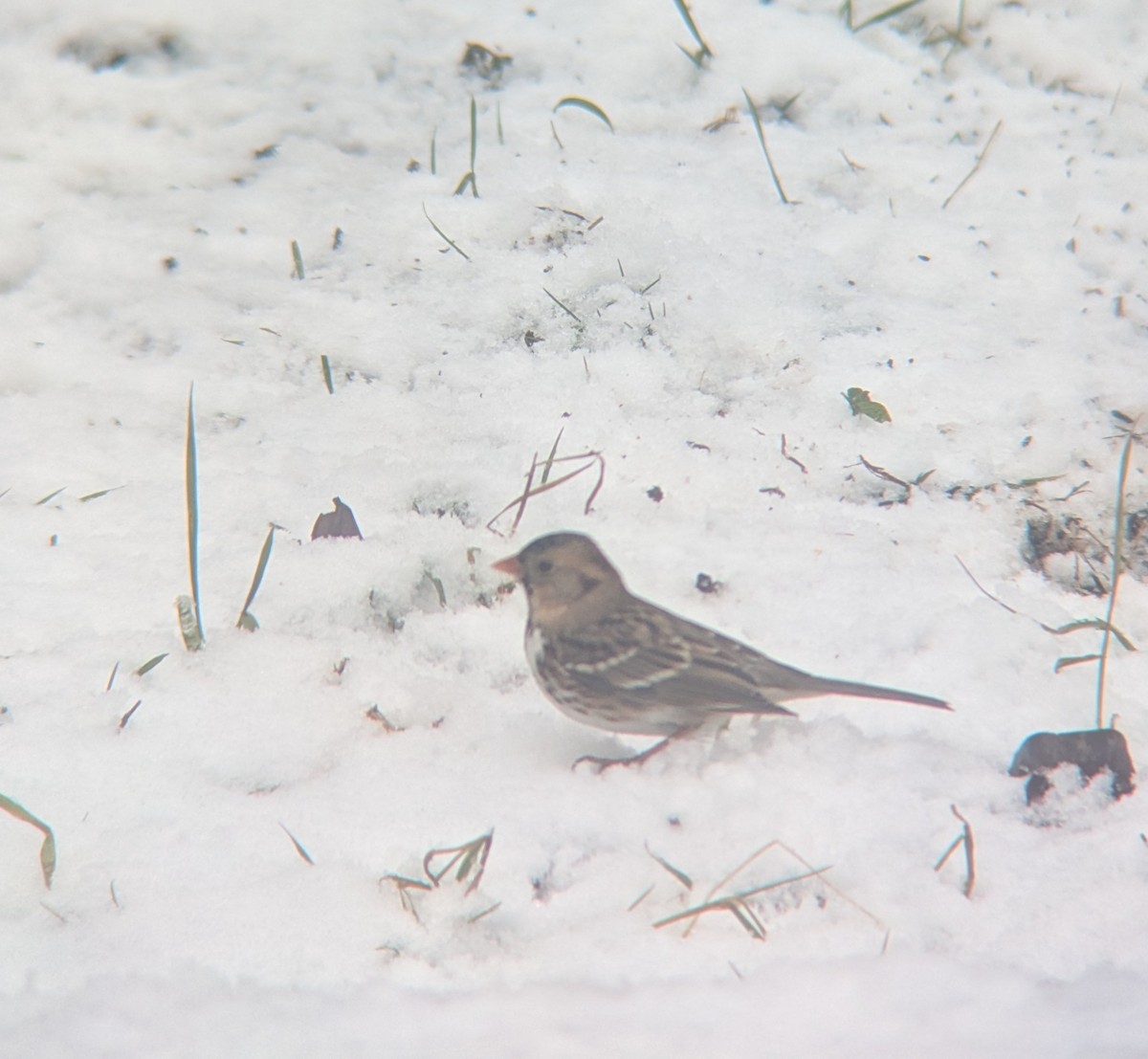 Harris's Sparrow - ML628423283
