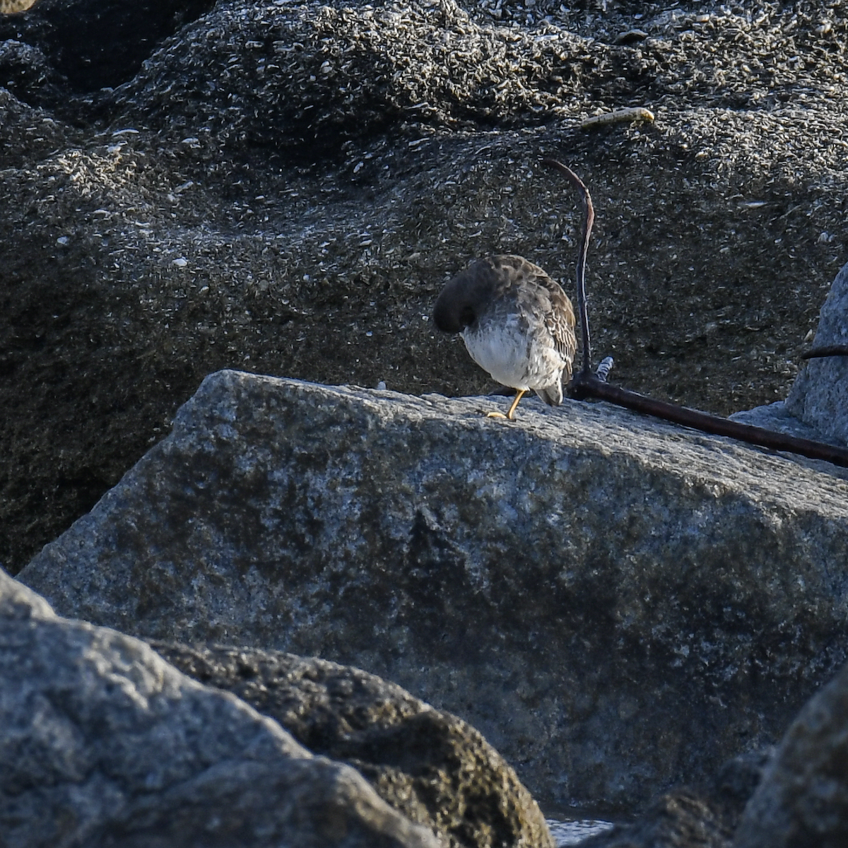 Purple Sandpiper - ML628423310