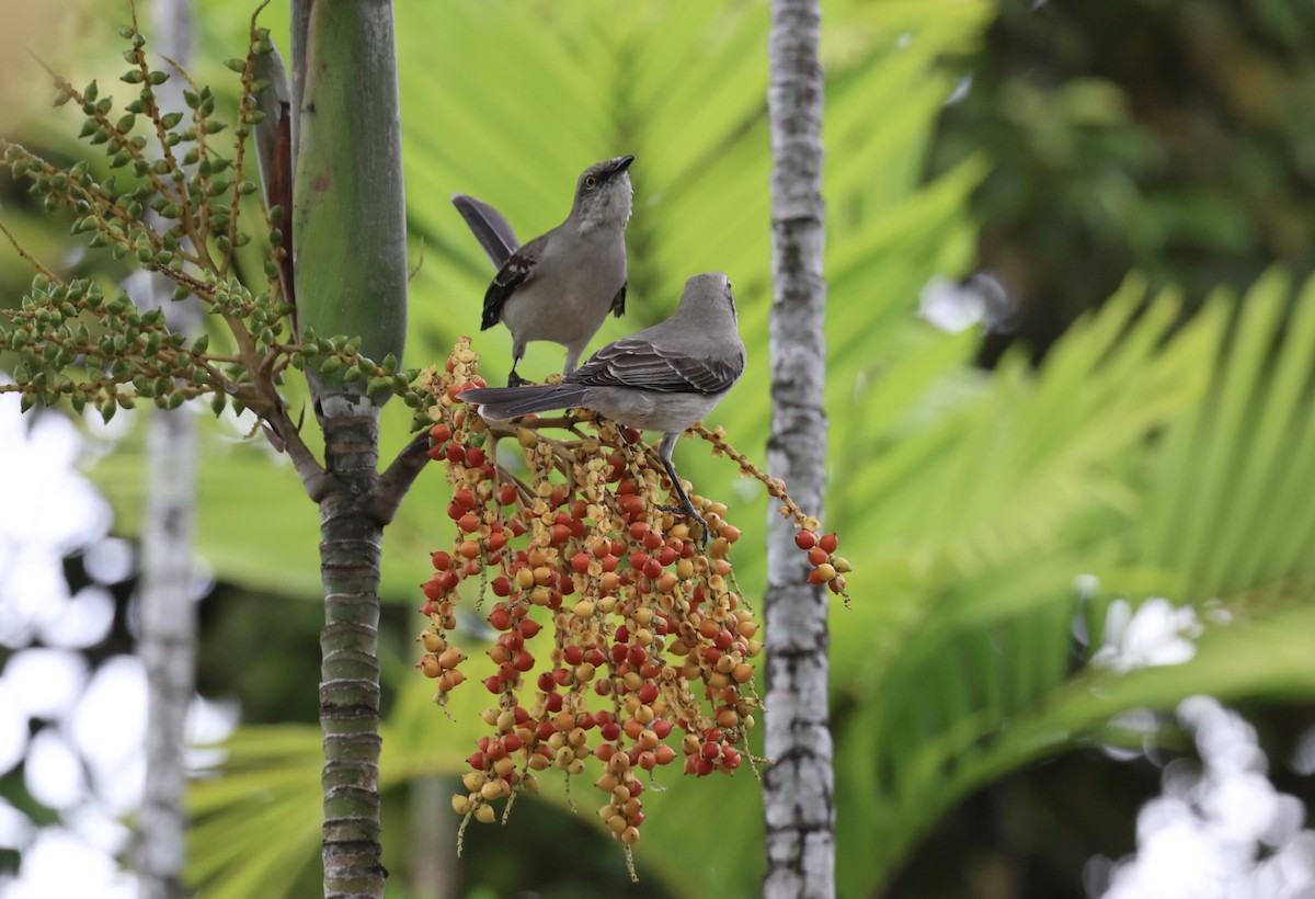 Tropical Mockingbird - ML628423404