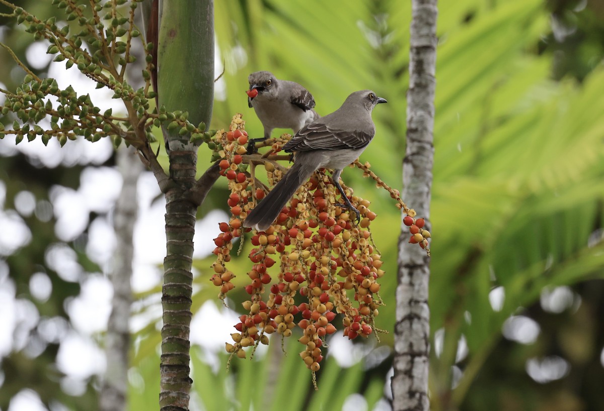 Tropical Mockingbird - ML628423405