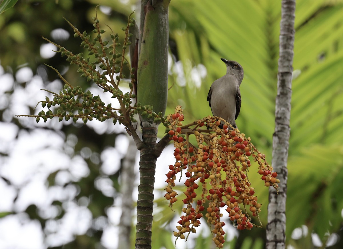 Tropical Mockingbird - ML628423406