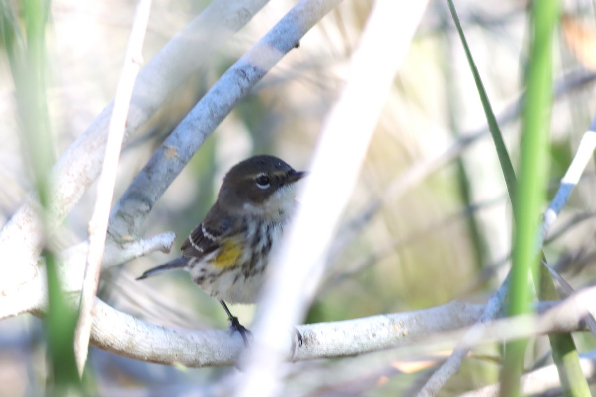 Yellow-rumped Warbler (Myrtle) - ML628423487