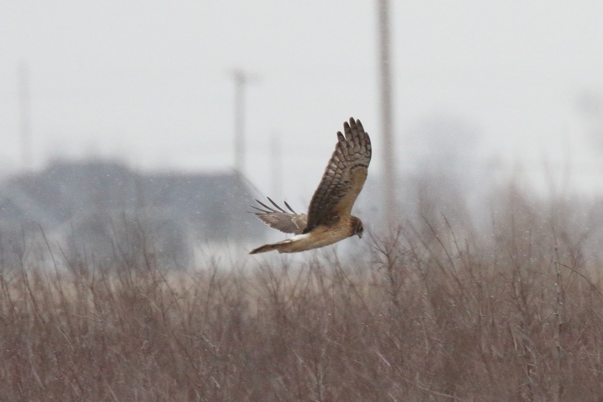 Northern Harrier - ML628423497