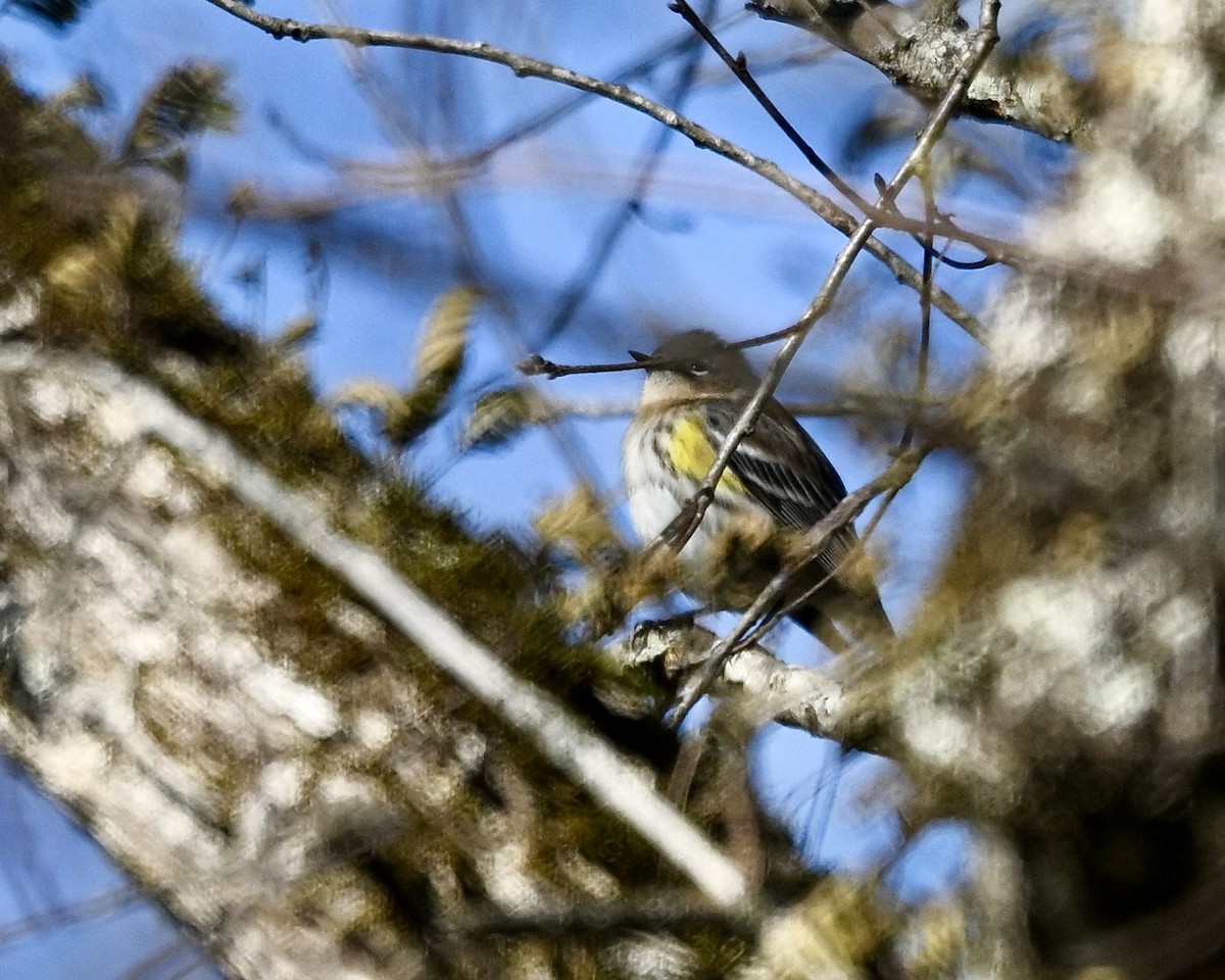 Yellow-rumped Warbler - ML628423506