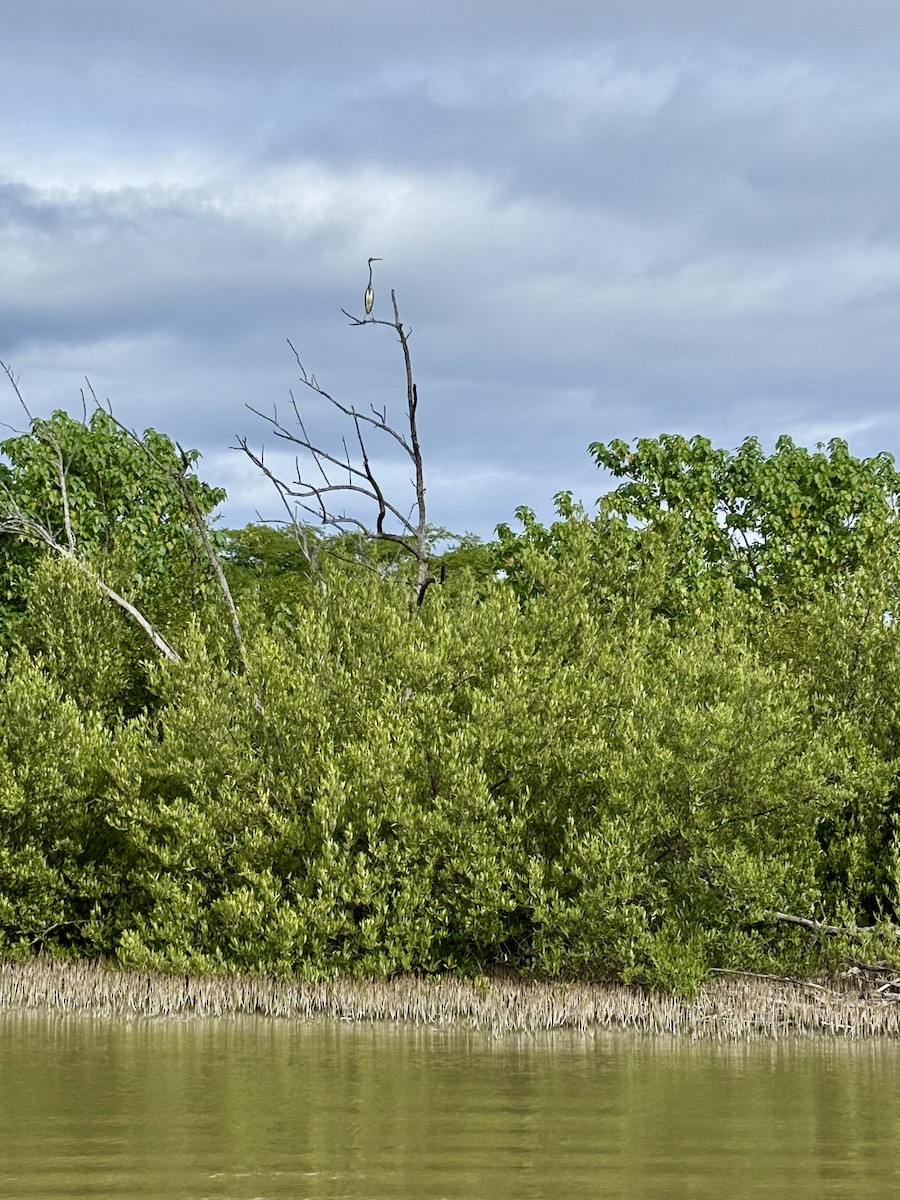 Tricolored Heron - ML628423622