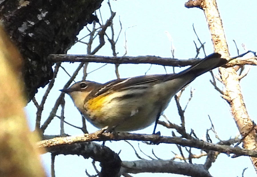 Yellow-rumped Warbler (Myrtle) - ML628423731