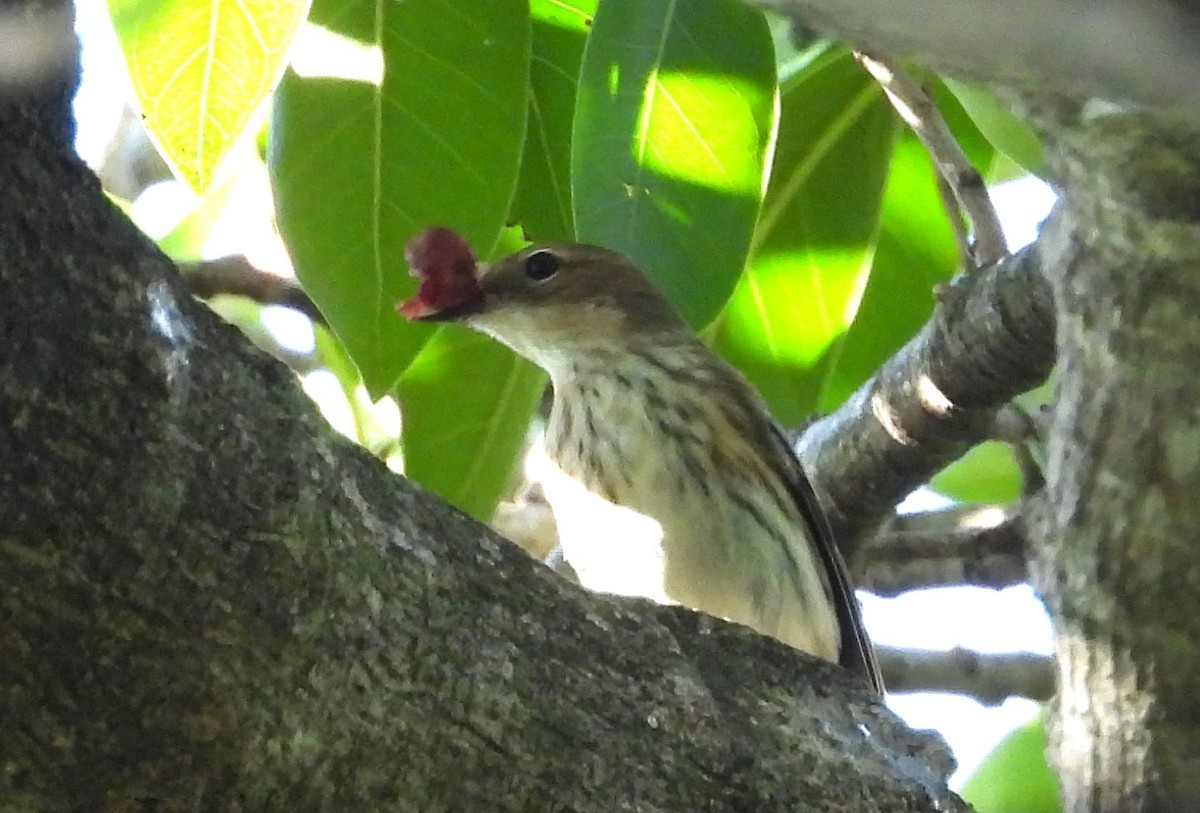 Yellow-rumped Warbler (Myrtle) - ML628423732