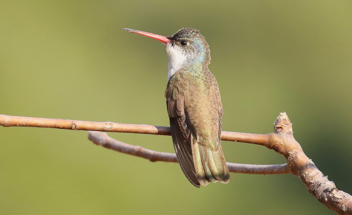 Violet-crowned Hummingbird - ML628423781