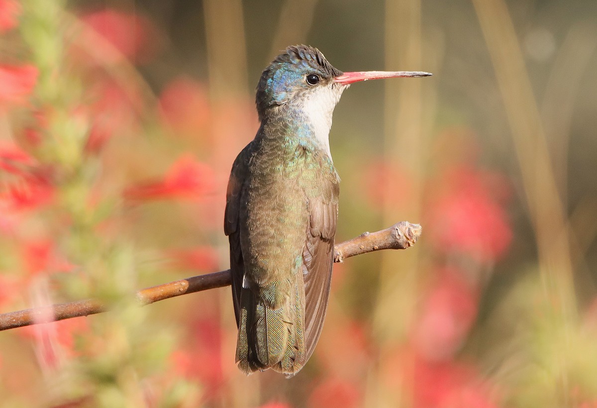 Violet-crowned Hummingbird - ML628423782