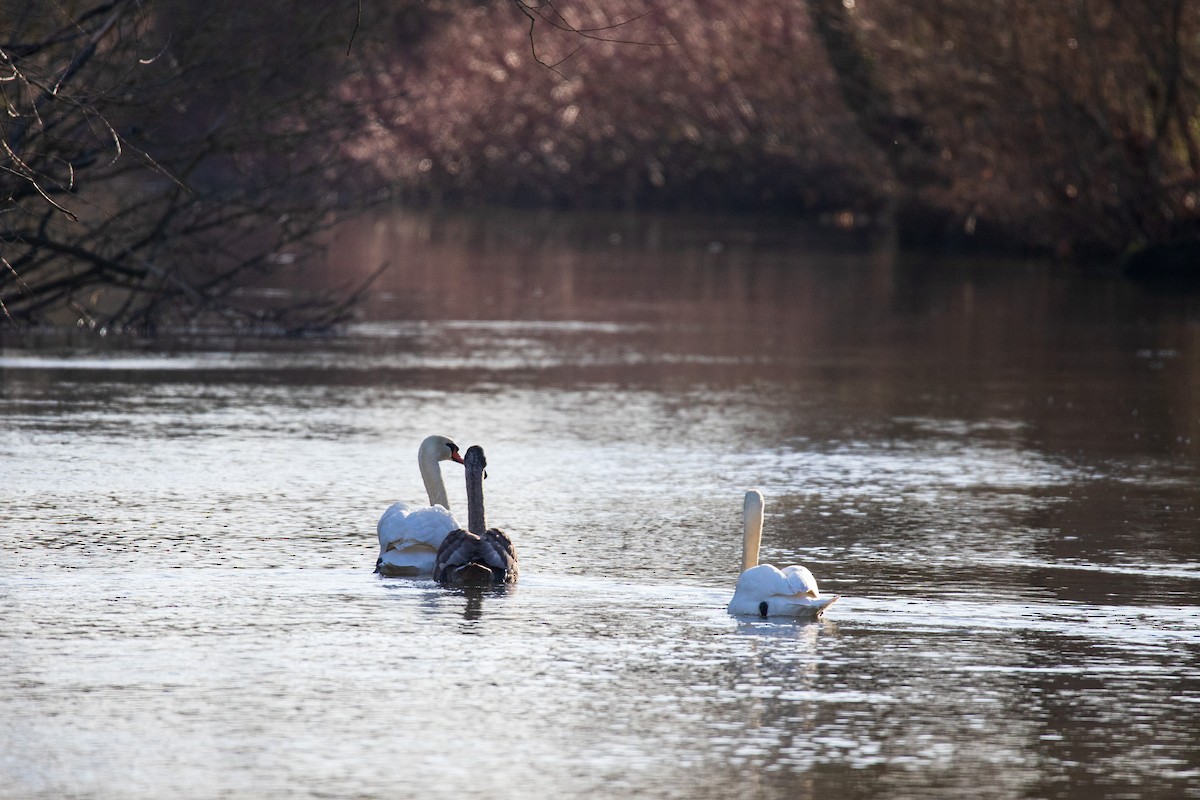 Mute Swan - ML628423798