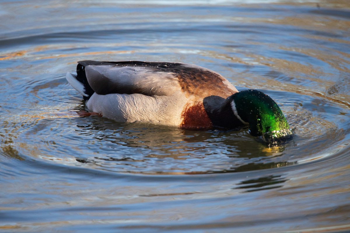 Mallard - ML628423800