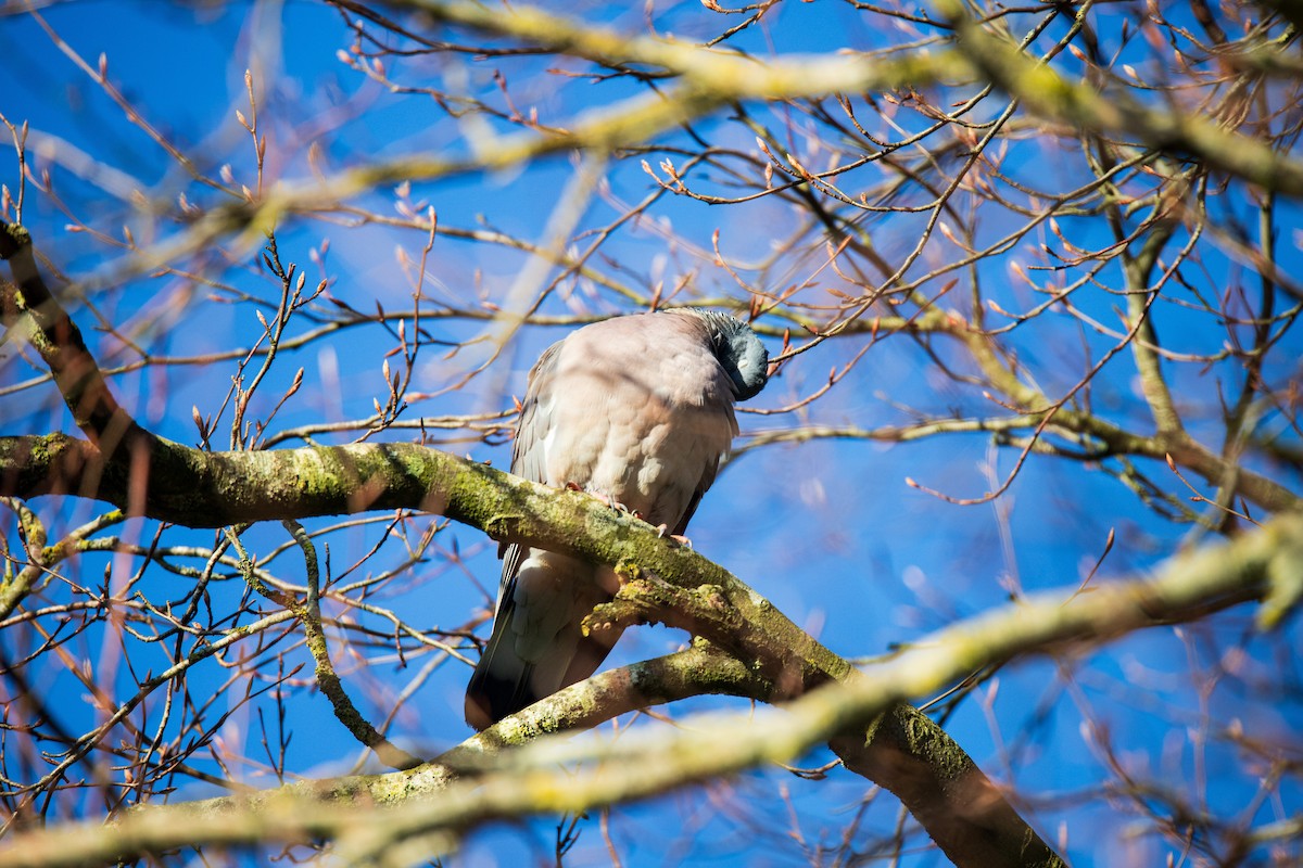 Common Wood-Pigeon - ML628423802