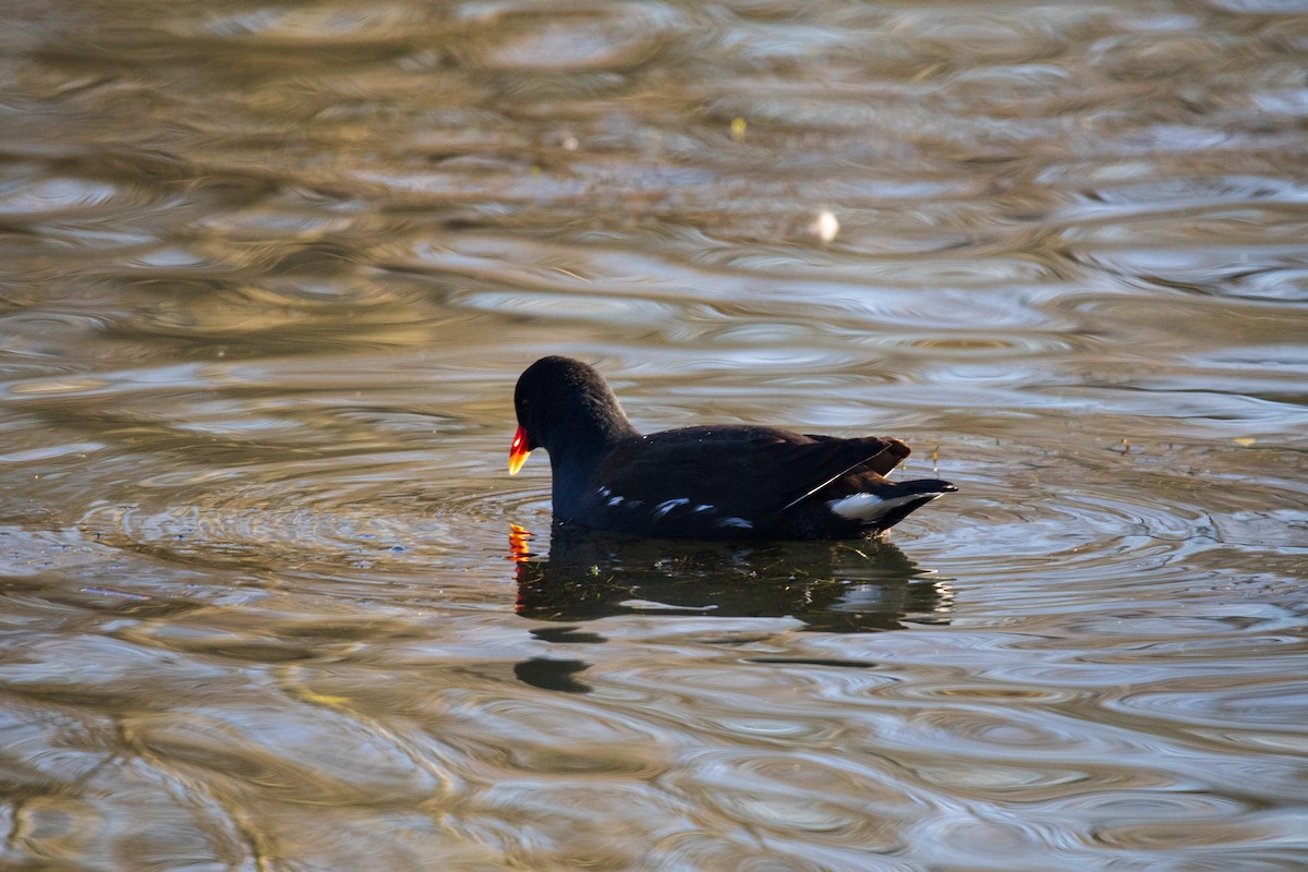 Eurasian Moorhen - ML628423807