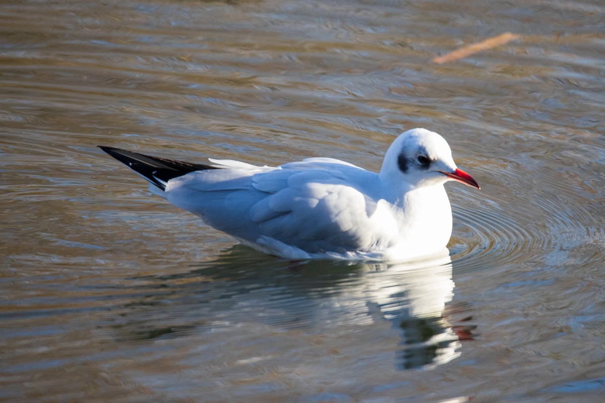 Black-headed Gull - ML628423812