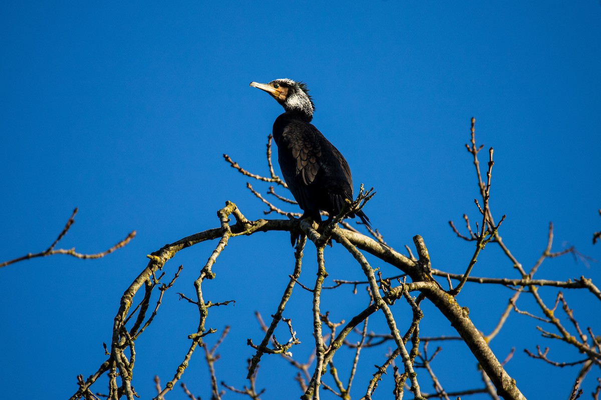 Great Cormorant - ML628423814