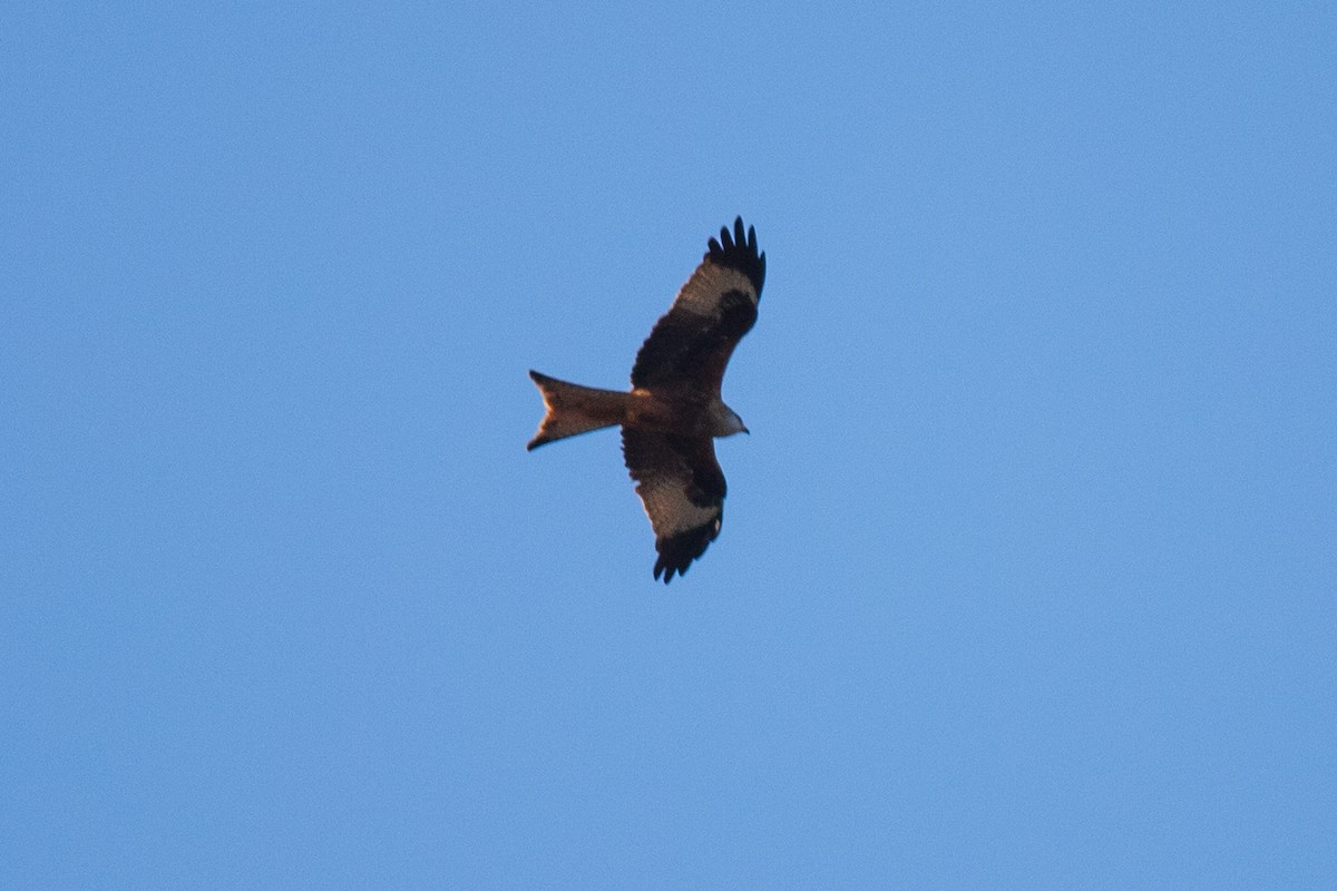 Red Kite - ML628423821