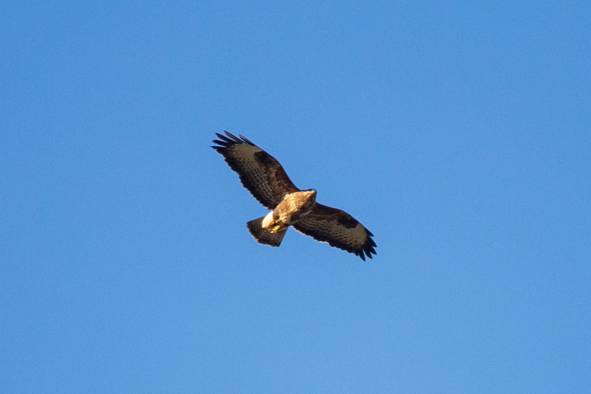 Common Buzzard - ML628423826
