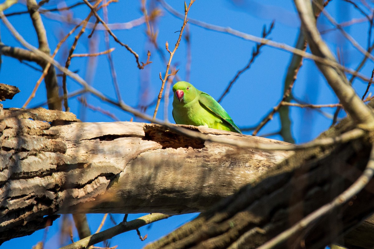 Rose-ringed Parakeet - ML628423828