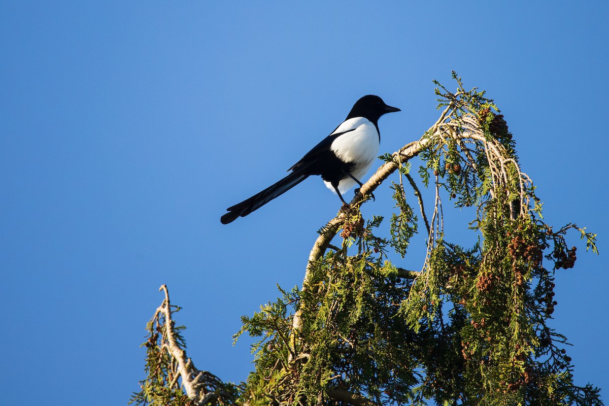 Eurasian Magpie - ML628423832