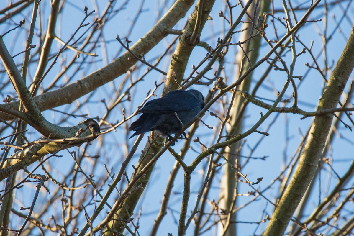 Eurasian Jackdaw - ML628423836