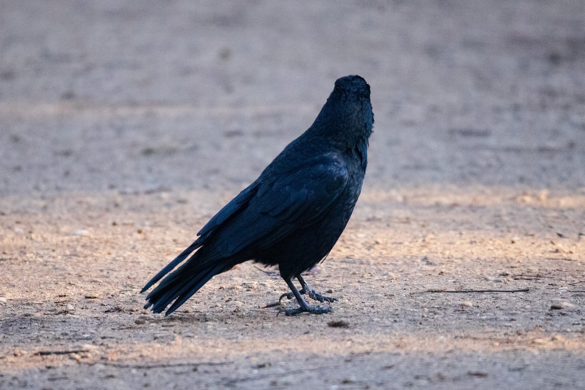 Carrion Crow - ML628423841