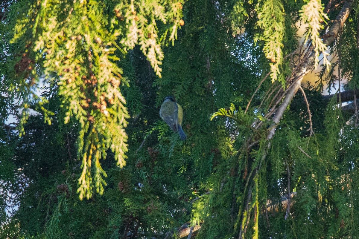 Eurasian Blue Tit - ML628423843