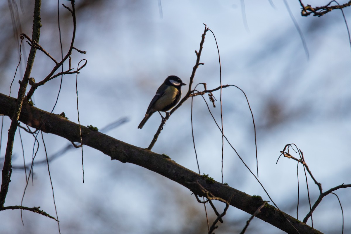 Great Tit - ML628423846