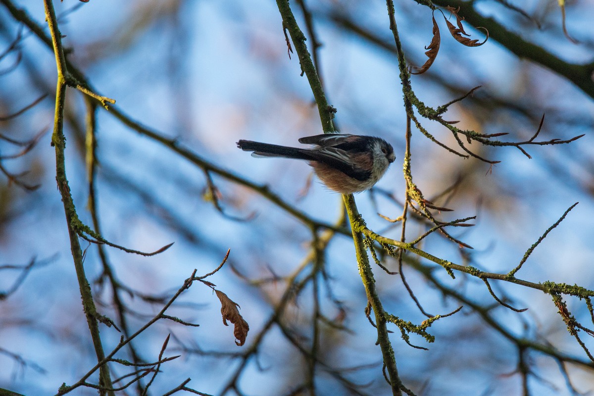 Long-tailed Tit - ML628423851