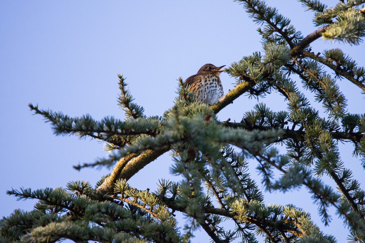 Song Thrush - ML628423854