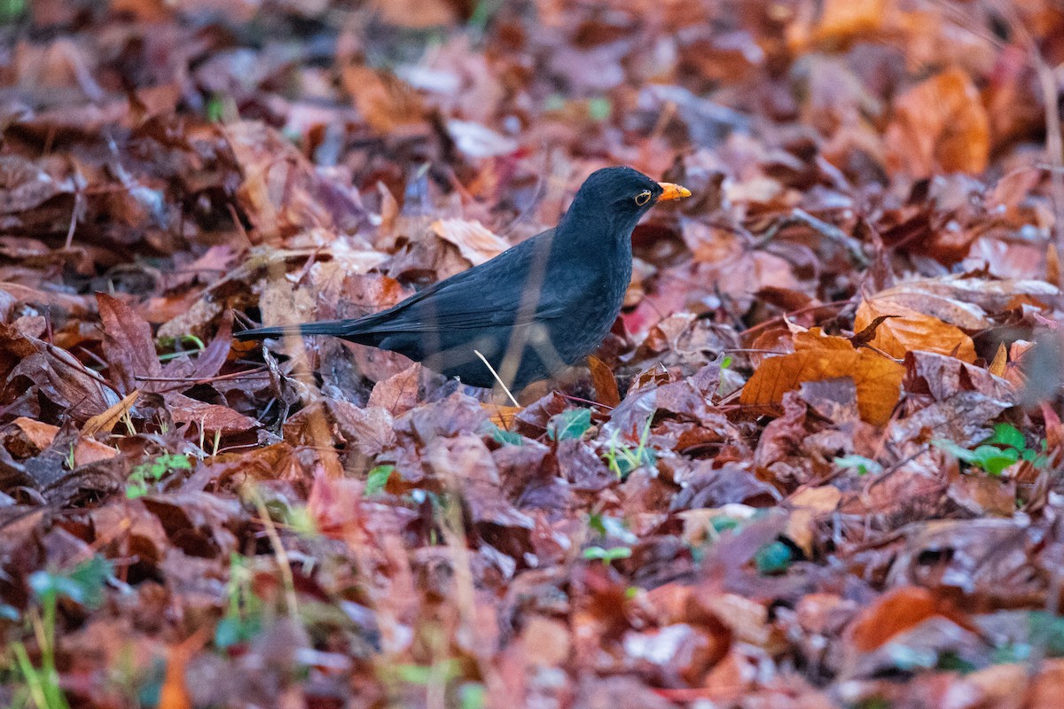 Eurasian Blackbird - ML628423858