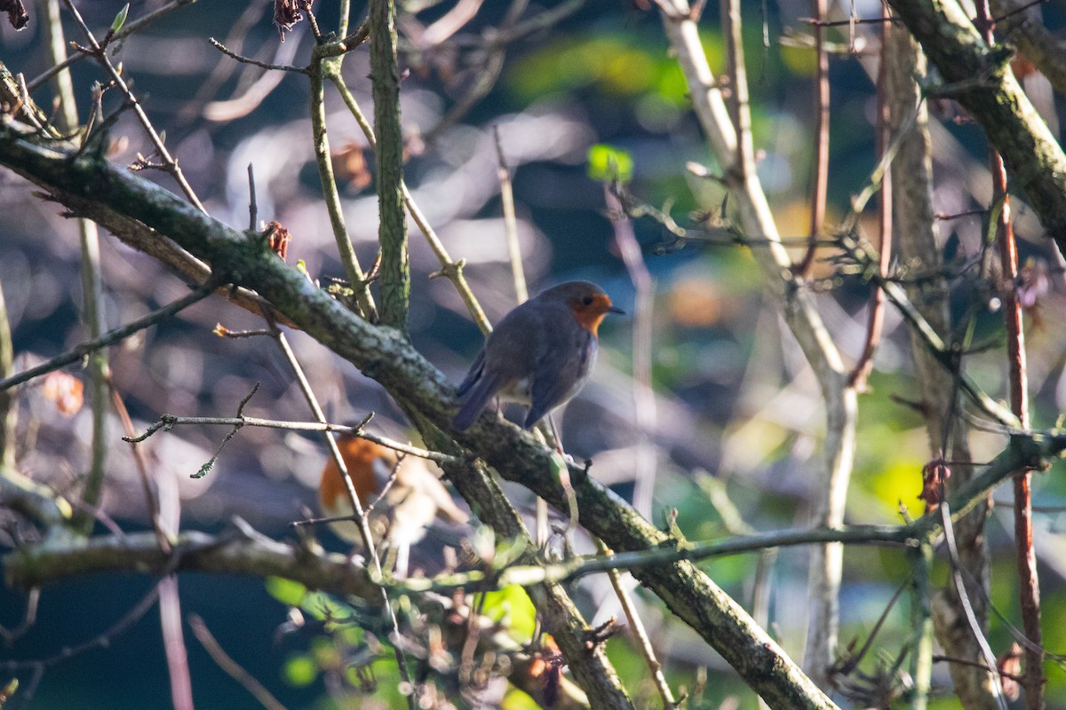 European Robin - ML628423860