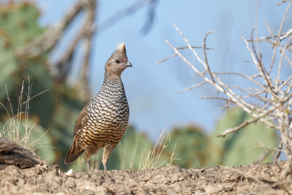 Scaled Quail - Wenxin Hu