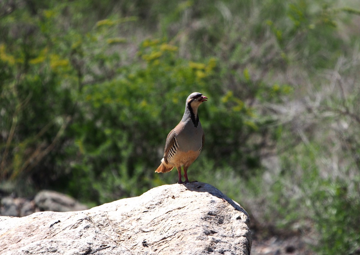 Chukar - ML628424035