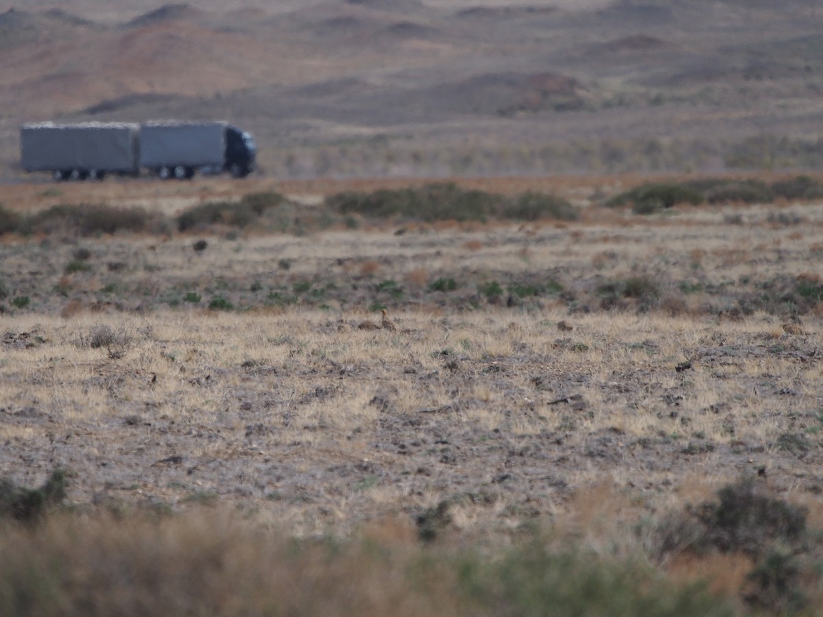 Pallas's Sandgrouse - ML628424056